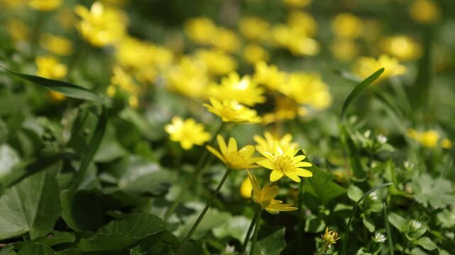 Many small yellow meadow buttercup flowers with green leaves background on a sunny day