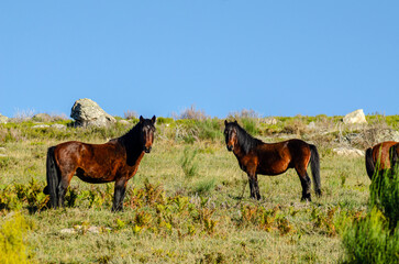 Two standing garranos wild horses in the Peneda-Geres National Park, unique national park in Portugal.
