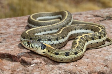 Full body photograph of a blackneck gartner snake (Thamnophis cyrtopsis) on a rock in Southern Arizona