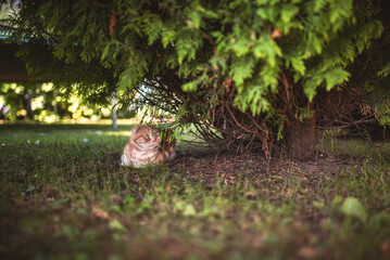 A cute scottish fold cat enjoying the shade under a green tree in the park during daylight.