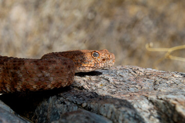 Red speckled rattlesnake emerging from shadows on a rock, photo taken near Phoenix, Arizona