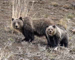Obraz premium Grizzy (Ursus arctos horribilis) sow and cub, Yellowstone National Park, North America 