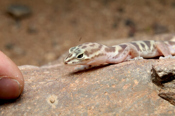 Close-up of a curious Western Banded Gecko (Coleonyx variegatus) on a rock with human finger for scale