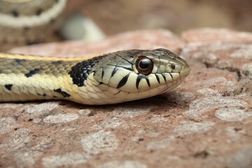 Close-up side portrait of a Southwestern Black-necked Garter snake (Thamnophis cyrtopsis)