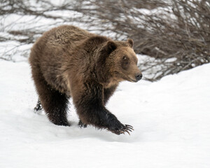 Grizzly (Ursus arctos horribilis), 610 walking in snow in Grand Teton National Park, North America 