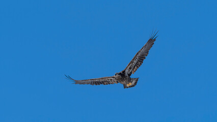 Juvenile Bald Eagle in Flight 