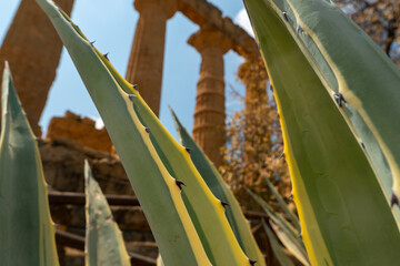 Greek temple of juno in the archaeological area of ​​agrigento. Sicily, Italy. Low angle, cactus branches in foreground, selective focus