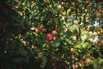 Ready to harvest apples on a tree in a garden on a sunny summer day.