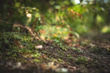 A brown mushroom pops up on the forest floor with blurred background of other trees.