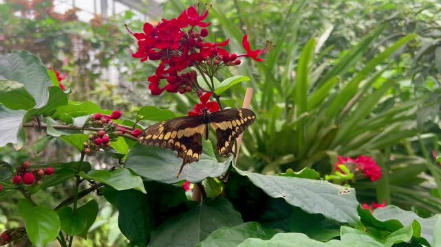 papilio thoas (king swallowtail, Thoas swallowtail) butterfly sitting relaxing on natural flower plants