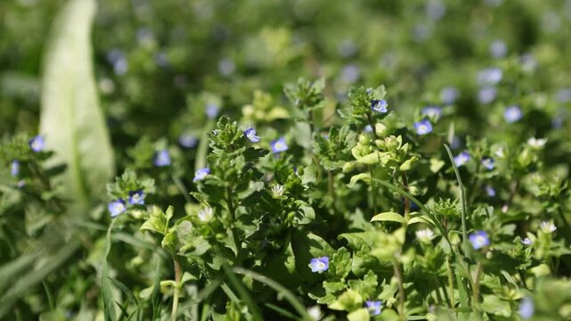 Veronica persica flowering plant in spring on a clear sunny day