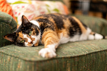 pretty calico cat resting on green chair looking at camera