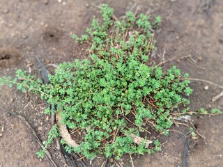 green plant in the garden