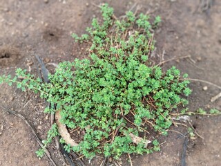 green plant growing in soil
