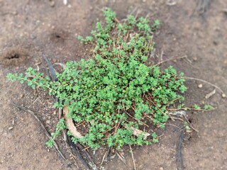 green plant growing in soil