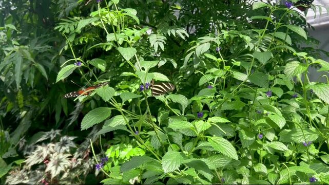 Heliconius charithonia (zebra longwing, zebra heliconian) butterfly flapping wings and flying away on tree branch surrounded by green foliage