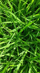 Macro texture of fresh green grass, top-down view