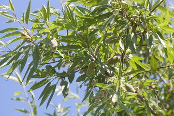 Almond fruits on a tree in the garden.
