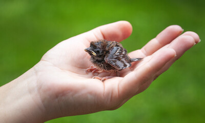 A man holds a baby sparrow in his hand.