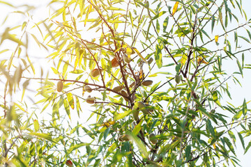 Almond fruits on a tree in the garden.