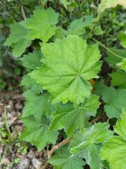 green maple leaves