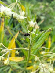 ant on a flower