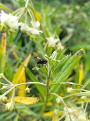 ant on a green leaf