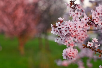 Sargent's cherry flowers in full bloom. represent spring's ephemeral beauty through delicate pink petals and fresh greenery. Beautiful abstract Japanese style background