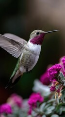 Fototapeta premium Hummingbird in flight amidst vibrant blossoms