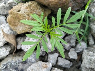 Green weed on a rock