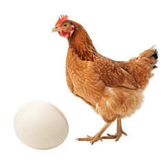 hen and egg png chicken and egg png farm hen png laying hen png rural poultry png transparent background image