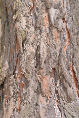 the bark of a pine tree is a close-up.