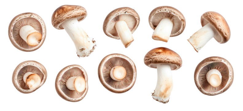 mushrooms isolated on transparent background Remove png