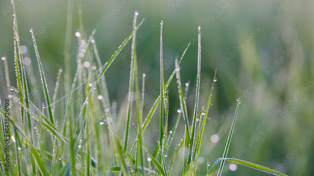 Aufkleber grass is wet and the dew is still on it. the grass is green and the dew is sparkling