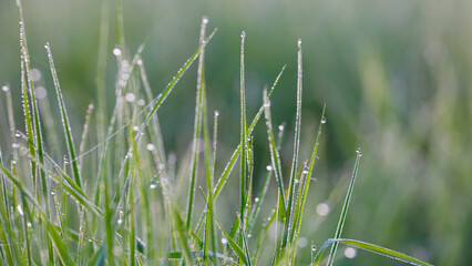 grass is wet and the dew is still on it. The grass is green and the dew is sparkling
