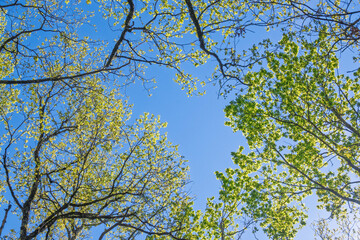 la cime des arbres en forêt et le ciel bleu du printemps