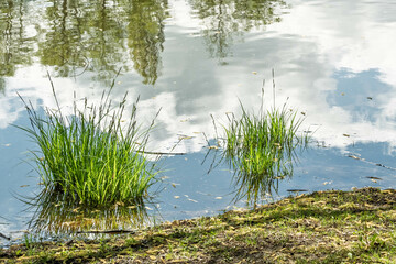 joli rivage de l'étang de Cessy