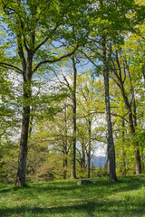 le parc de l'étang de Cessy