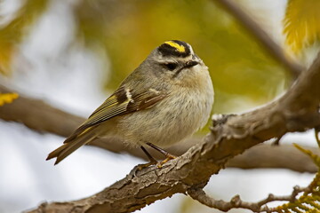 golden-crowned kinglet