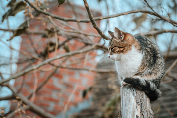 A beautiful colorful cat from animal shelter sitting on top of a wooden post and resting