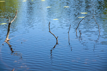 Branches emerging from a calm blue pond with gentle ripples and reflections, creating a peaceful, minimalist wetland scene filled with natural beauty and serenity