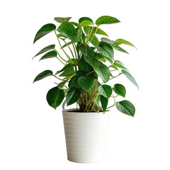 money plant png potted money plant png green money plant png indoor lucky plant png home decor plant png transparent background image