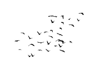 Flying birds silhouette flock. hand drawing. Not AI. Vector illustration.