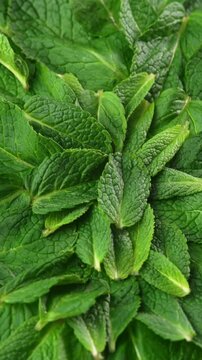 Vertical video Juicy fresh mint leaves for advertising, billboard, screens. Green mint leaves spinning in a circle as a background. Invigorating aroma of mint or spearmint
