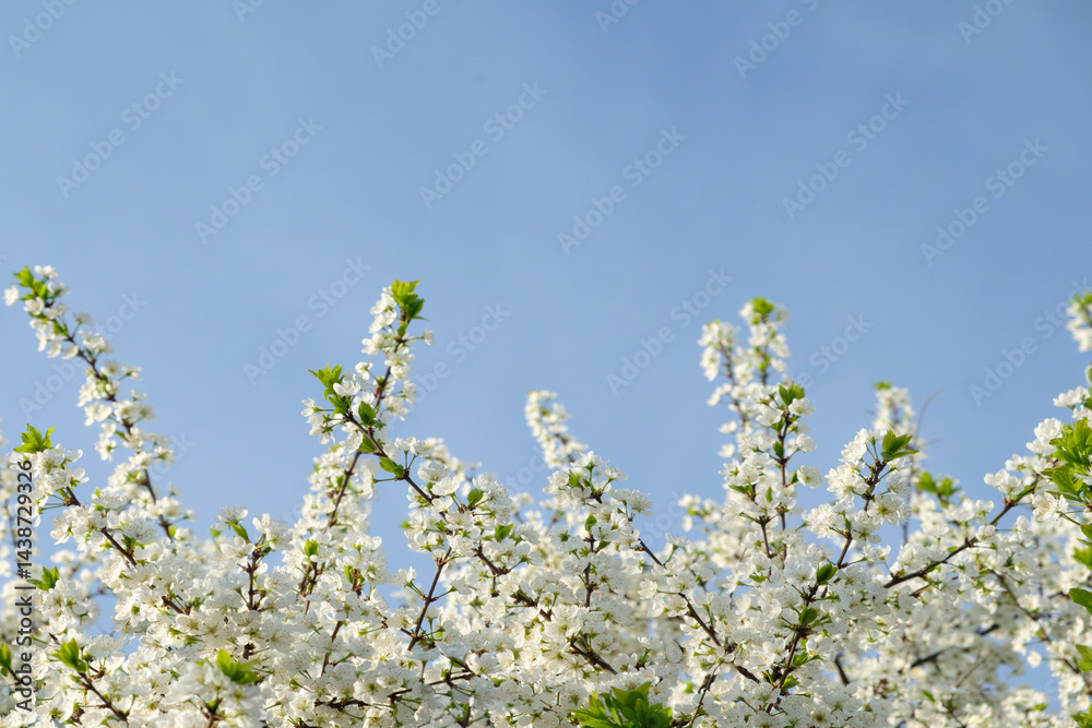 Poster tree with white flowers in full bloom against a blue sky. flowers are small and clustered together, 
