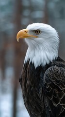 Obraz premium Majestic eagle portrait in winter