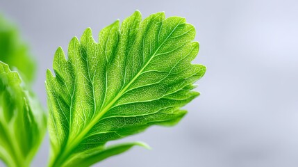 Vibrant Green Leaf Closeup - A detailed close-up shot of a single, bright green leaf, showcasing its intricate vein structure against a soft gray background