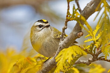 golden-crowned kinglet