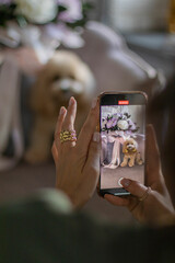 Phone in woman hand make picture of charming beige dog puppy Maltipoo.