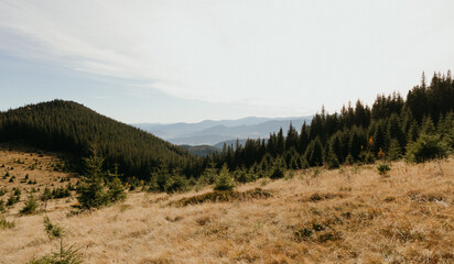 mountain landscapes of Ukraine, Carpathians, autumn mountains, picturesque autumn in the Carpathians, mountain peaks, mountain hills, mountain horizon, hiking, hiking in the Carpathians.